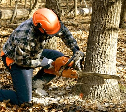 Tree Removal in Lohn, TX